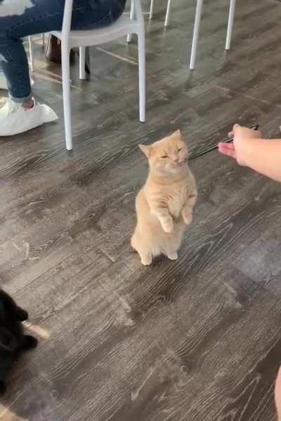 please sir may i have some more