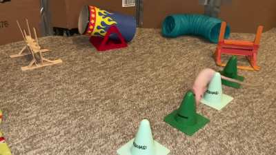 My amazing pet rat Tofu doing some fun agility!