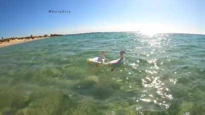Extremely Frightening Creatures discovered on West Australian coastline - almost died filming them.