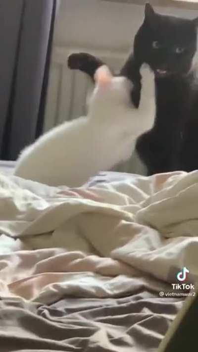 Cat exe has stopped working