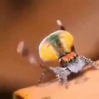 🔥 mating dance of the peacock spider