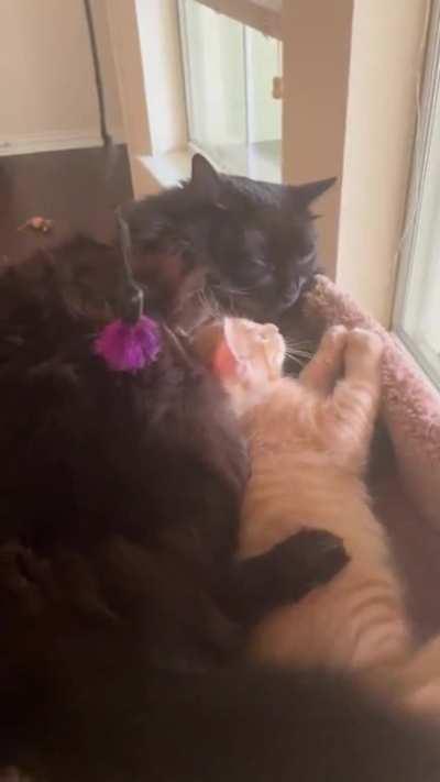 Smol orange boy accepted by grumpy void lady