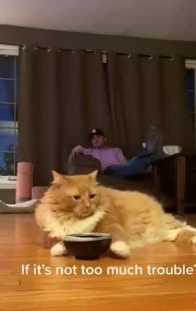 Cat Demanding Service