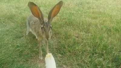 🔥 A wild female black-tailed jackrabbit in Texas monching on a banana