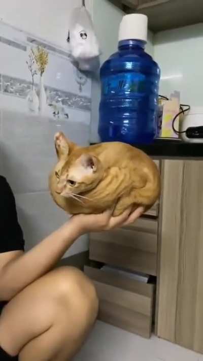 Wunki (Unicellular organism)