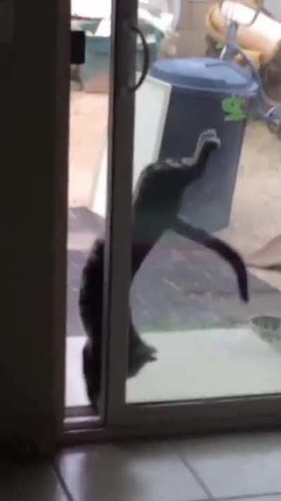 She attempted and failed to get in the house