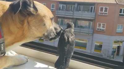 Gave this dehydrated crow some water and let it stay the night in my apartment. My dog liked his new friend
