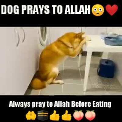 Dog praying.