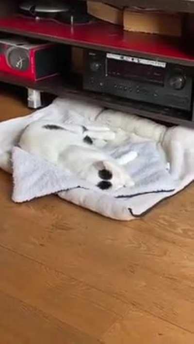 Chasing dream mice..