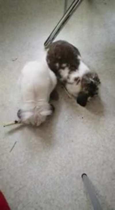 Quess which one is younger :3