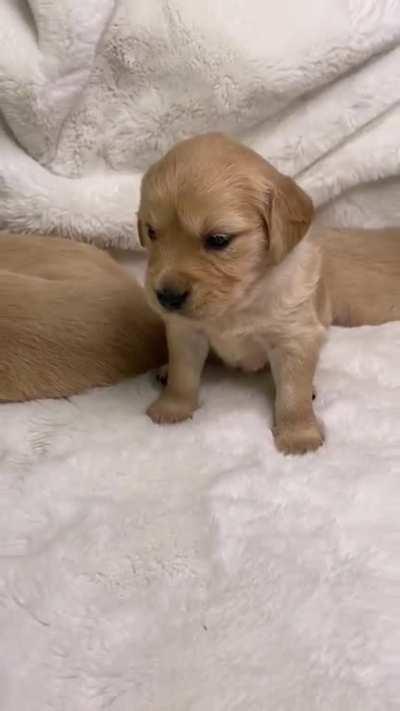 I've got the most dangerous dog, and I'm posting this as spoiler due to it's potential danger (you've been warned) [OC]