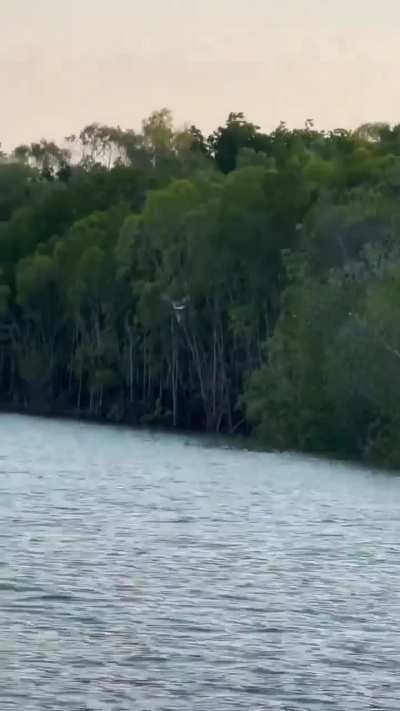 This man makes a perfect throw to a bird and provides it dinner 🤯