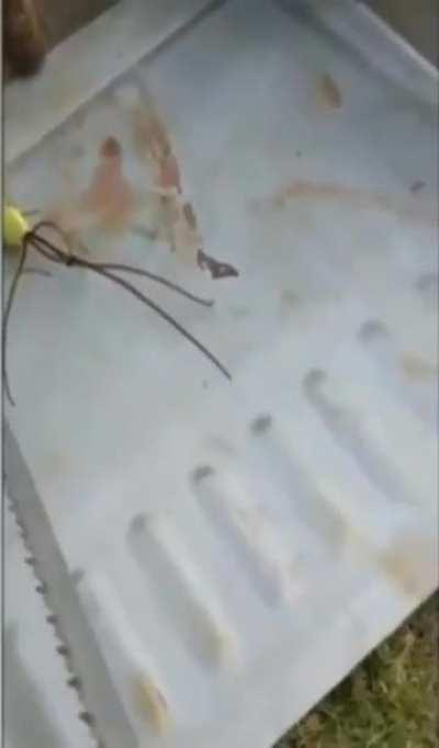 The parasite living inside of this praying mantis is gnarly.