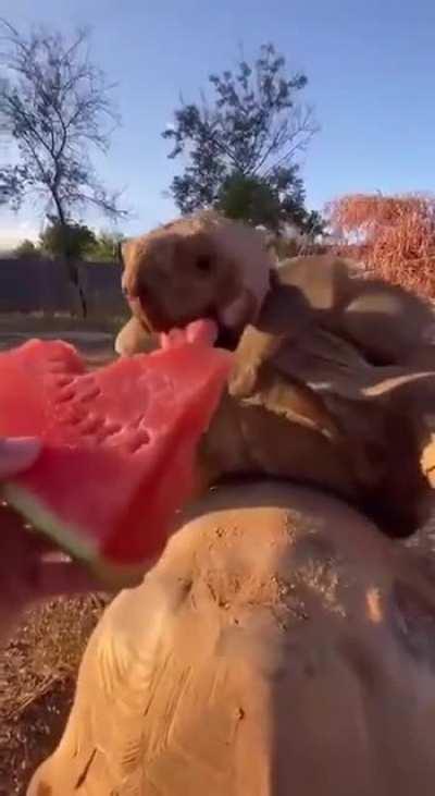 it's good that the man was nearby and saw that the turtles had a dry throat. Male solidarity!!!!