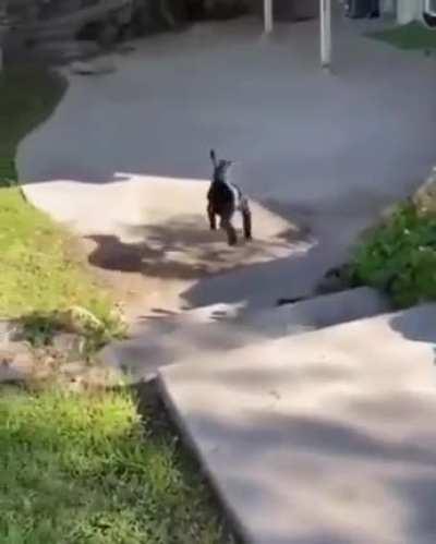 A very excited goat