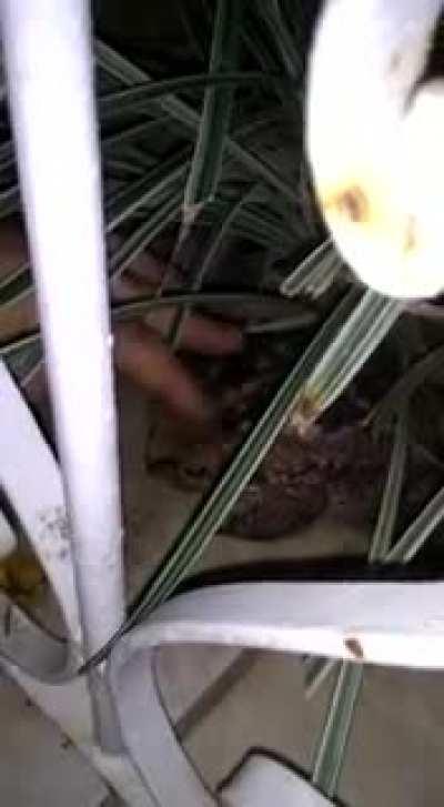 O sapinho chamado Bulbassauro KKKKKK EU TO MORRENDO