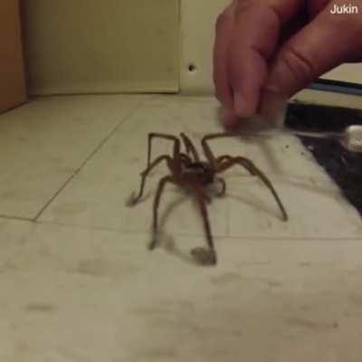 Guy helps out a spider trapped in dust.