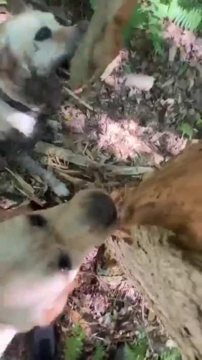 The universe was painstakingly created by labradors