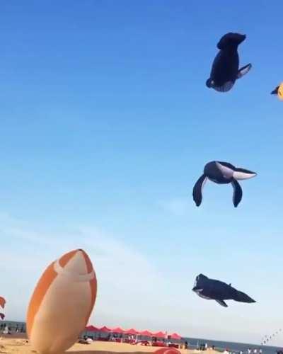 Every year in June, about 5,000 kite enthusiasts from all over the world gather in Fanø, Denmark for the biggest kite festival in Europe