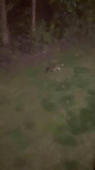 One of the few raccoon sightings I’ve had