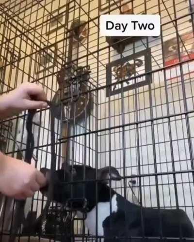 These kind people rescued a frightened and aggressive doggo with a litter and in 2 weeks helped her become trusting and loving