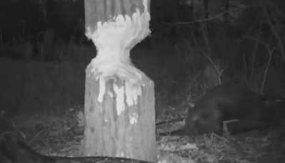 🔥Beavers using their strong incisors to fell trees in the forest