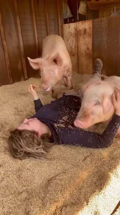 Two pigs Oliver and Rosa