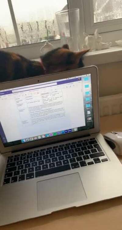 Cat refuses to let struggling student complete homework