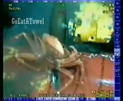 My crab people need me..