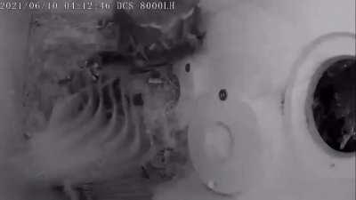 A marten eradicates a songbird nest, leaving a single survivor