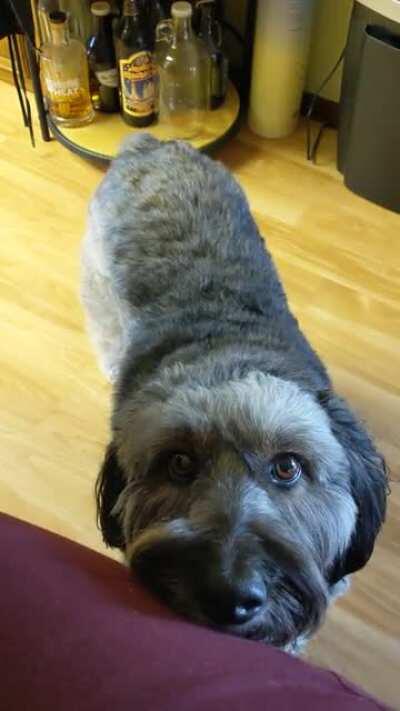 Nub wiggles for pets please