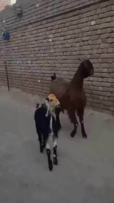 Trippin' Goats