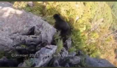 Guy survives bear attack on a mountain