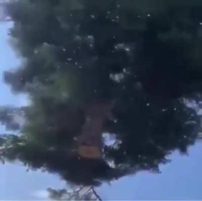 Ah yes, the helium tree