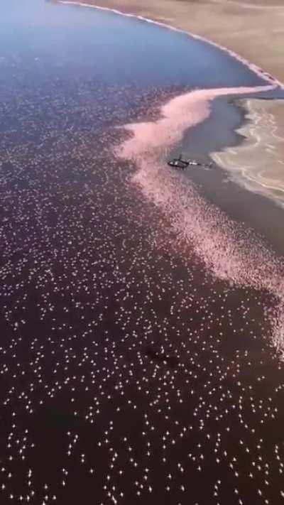 3,000,000 pink flamingos, Kenya