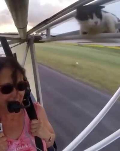 Remove cat before the flight