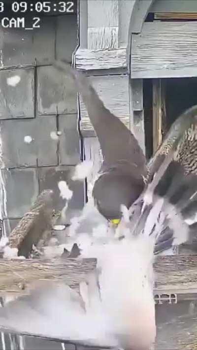 Pigeon thought it could just cosy up to a falcon