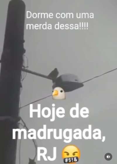 pica-pau torando poste