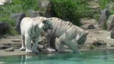 very big boyes and their pond