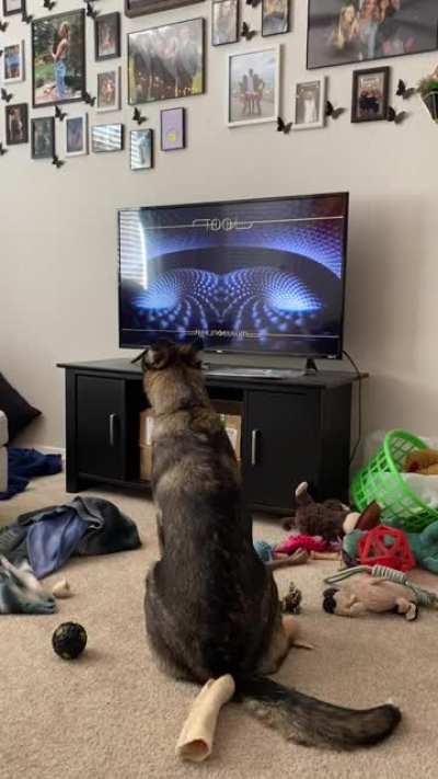 My 5-month old husky/ shepherd mix was entranced with Litanie contre la Peur...gotta start ‘em young!