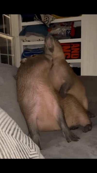 capy and his girlfriend in bedroom