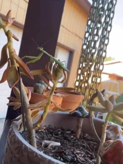 She triggered a boss fight