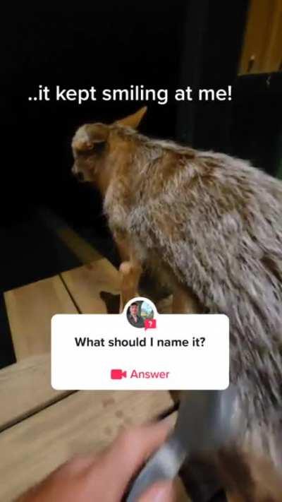 My hobbies are smoking weed and rescue stray dogs in the woods