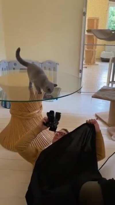 You want sauce, IMGUR? So does kitty.