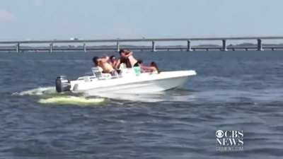 Buoyant buffoon gets catch of the day but shipmate thinks scales are rigged