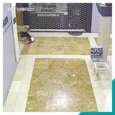 This is how a mommy cat fearlessly chased off a pack of aggressive dogs that cornered her kitten