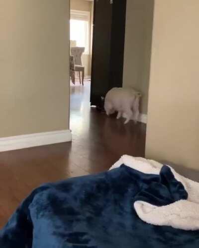 Tossing her toy around