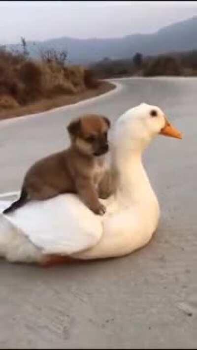 Unlikely bros love each other company.