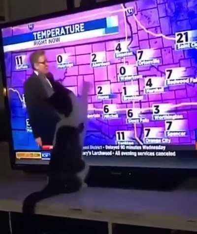 Cat vs the weatherman