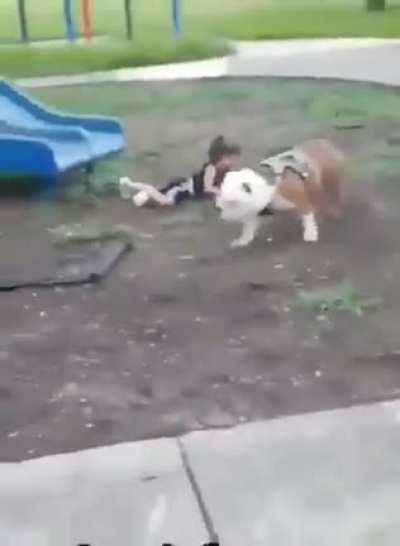 men's bestfriend not child's